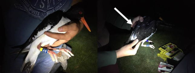 Dawlish Warren Ringing 2020 09 07