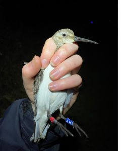 Colour-ringed Dunlin © R Phillips