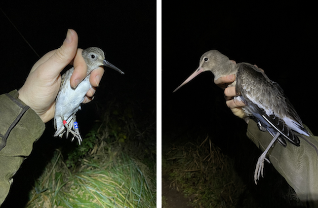 Exminster Marshes 2023 12 15 Dunlin Blackwit RP