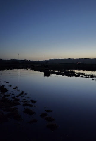 Mist-nets on the Exminster Marshes lagoons © Nik Ward