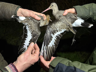 Black-tailed Godwits © AJ Bellamy